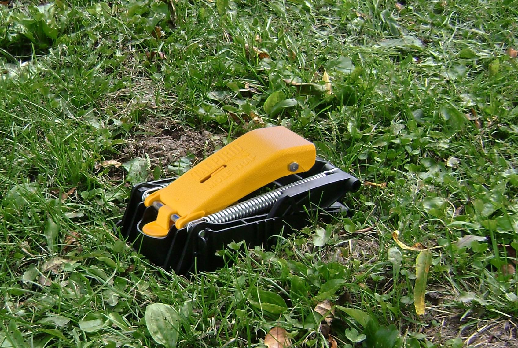 Talpirid Mutilõks - Image 2